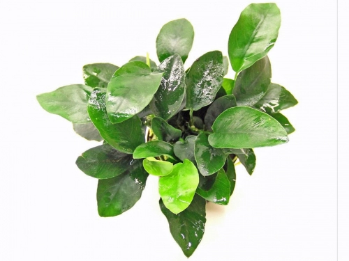 Anubias nana - Zwerg-Speerblatt